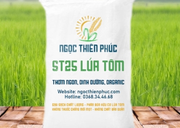 ĐẠI LÝ GẠO ST25 NGỌC THIÊN PHÚC CHUẨN NGON CHẤT LƯỢNG